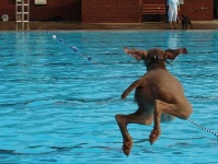 image of weimaraner
