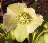 image of flower
