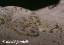 image of horned_viper