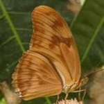 image of animal