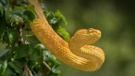 image of animal