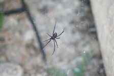 image of animal