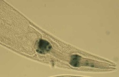 image of nematode