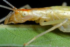 image of cricket