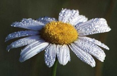 image of flower