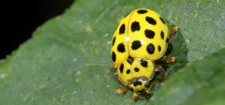 image of animal