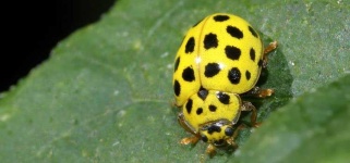 image of ladybugs #3