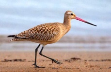 image of animal