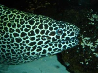 image of eel