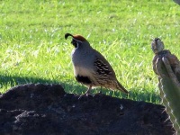 image of quail #34