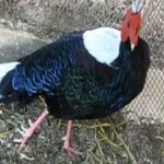 image of bird