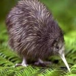 image of bird