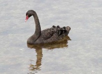 image of black_swan
