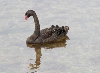 image of black_swan #23