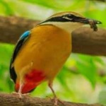 image of indian_pitta #30