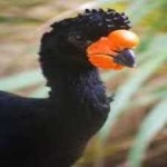 image of bird