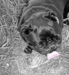image of pug