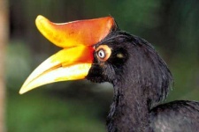 image of hornbill