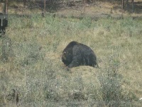 image of brown_bear