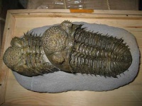 image of trilobite