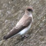 image of bird