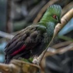 image of bird