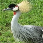 image of bird