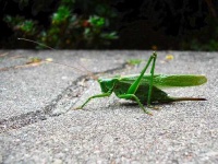 image of grasshopper