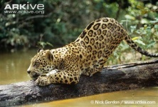 image of jaguar_car