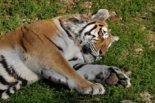 image of animal