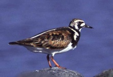 image of ruddy_turnstone