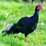 image of bird