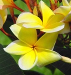 image of flower