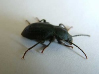 image of ground_beetle #10