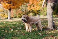 image of wheaten_terrier #20