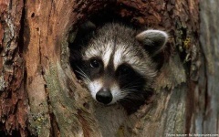 image of animal