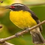 image of bananaquit #6