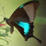 image of banded_butterfly #54