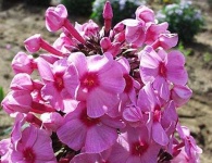 image of flower