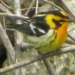 image of bird