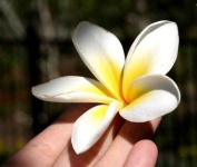 image of flower