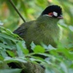 image of bird