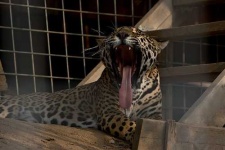 image of jaguar_car