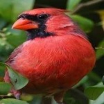 image of bird