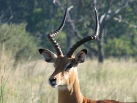 image of impala