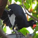 image of bird