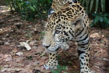 image of jaguar_car
