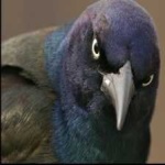 image of bird