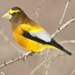 image of bird