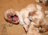 image of cocker_spaniel